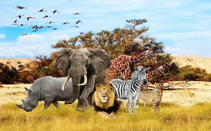 بکگراند حیوانات آفریقا شیر فیل گورخر در صحرای آفریقای جنوبی