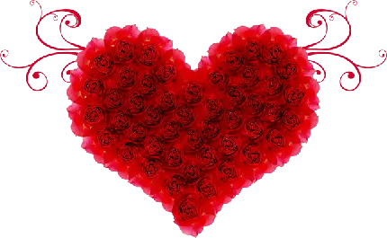 زیباترین عکس گل رز قرمز