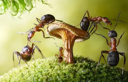 دانلود عکس پروفایل مورچه ها با مکانیسم های دفاعی مختلف