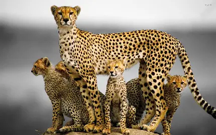 تصویر حیرت انگیز از خانواده یوزپلنگ وحشی در کنار هم