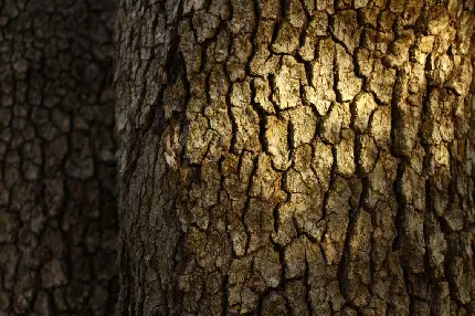 تصویر استوک و فول اچ دی پوست تنه درخت درخت با نور آفتاب طبیعی 