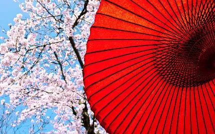 تصویر زمینه خیلی خوشگل از چتر‌ ژاپنی در بکگراند درختی با شکوفه های صورتی