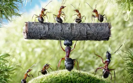 دانلود عکس مورچه در طیف وسیعی از اندازه ها با کیفیت خوب