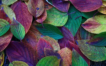 بکگراند فوق العاده محشر و دیدنی از برگ های پاییز در تنوع رنگی 