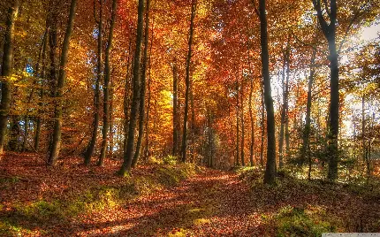 دانلود عکس با کیفیت جنگل در فصل خزان یا پاییز