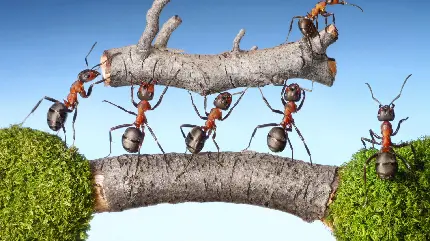 تصویر کارتونی از مورچه های حامل چوب درخت در طبیعت 