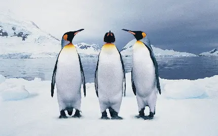 تصویر پس زمینه کیوت و بامزه پنگوئن‌ ها برای صفحه نمایش قدیمیر