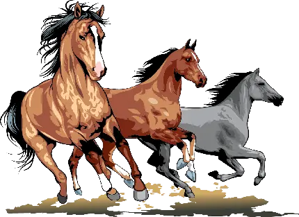 تصویر پی ان جی PNG انواع اسب ها با رنگ های مختلف و زمینه سفید 
