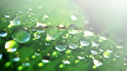 تصویر پس زمینه از شبنم آب خنک روی برگ سبز برای چاپ تابلو 