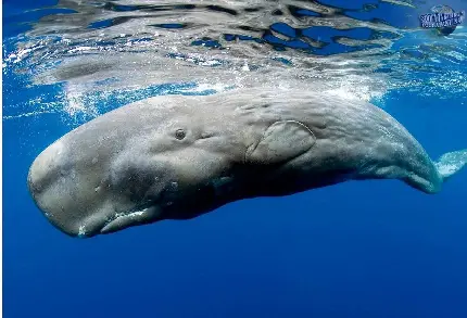 پس زمینه نهنگ اسپرم گوژپشت یا نهنگ کوهان‌ دار در سطح فوقانی اقیانوسی