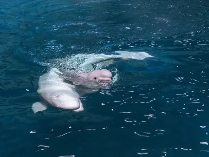 والپیپر جذاب از شنای نهنگ های بلوگا در آب های آزاد