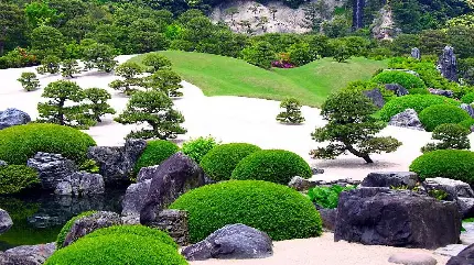 درخت بونسای در طبیعت سرسبز با صخره های سنگی بزرگ