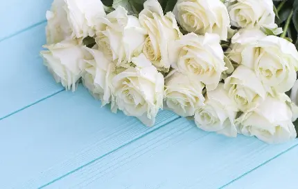 پس زمینه گل های زیبای سفید رز و لاله با بالاترین کیفیت 