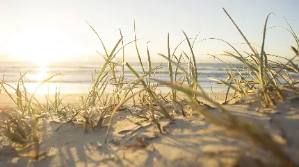 دانلود والپیپر از چمن ساحلی برای هایلایت استوری اینستاگرام 