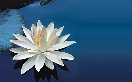 عکس گل طبیعی نیلوفر آبی با معانی مختلف در فرهنگ های متفاوت