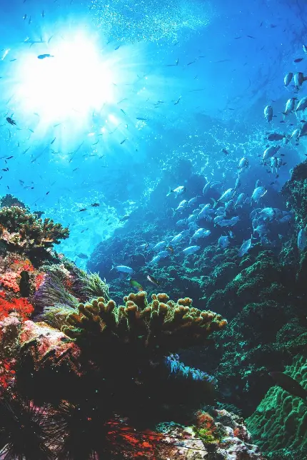 عکس زیر آب اقیانوس منبع ارزشمندی برای تحقیقات علمی