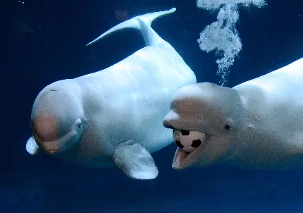 عکس زیبا از نهنگ های  بلوگا درحال بازیگوشی در زیر آب
