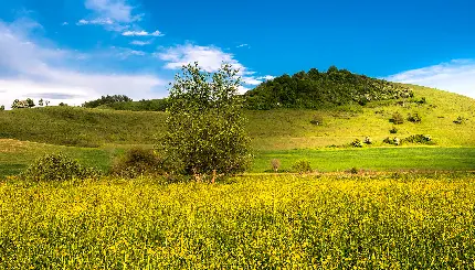 طبیعت با پوشش گیاهی خاص گلزار برای والپیپر