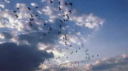 بکگرامد برای صفحه دسکتاپ از دسته عظیم پرنده های کوچ‌ گر