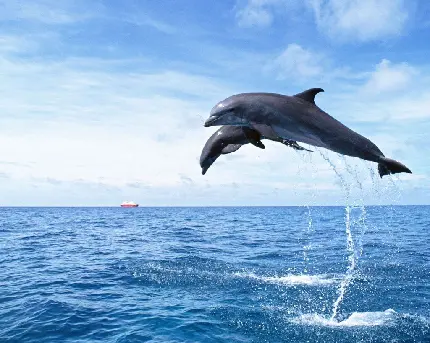 تصویر زمینه پرش محشر دلفین ها در دریا