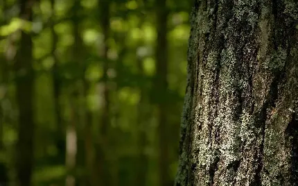 عکس خاص و جذاب پوست و تنه درخت تنومند و پر برگ در جنگل با زمینه تار