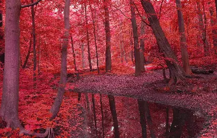 بکگراند باحال از جنگل با تم سرخ هنگام خزان