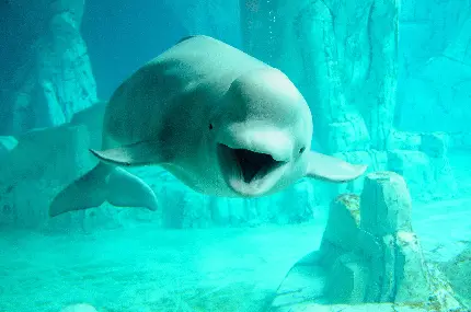 عکس جالب از نهنگ بلوگا از نمای روبه رو انگار لبخند میزنه