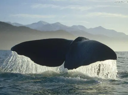 بک گراند نهنگ اسپرم سیاه در حال شیرجه زدن در آب های آزاد اقیانوسی