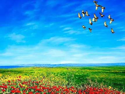 تصویری از پرنده ها درحال پرواز برفراز چمنزار و گل های زیبا