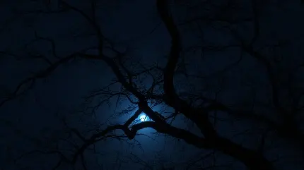 پس زمینه ماه نورانی از بین شاخه های درخت هنگام شب سیاه
