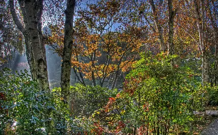 دانلود عکس جنگل سرسبز بهاری یا پاییزی با کیفیت اچ دی HD 