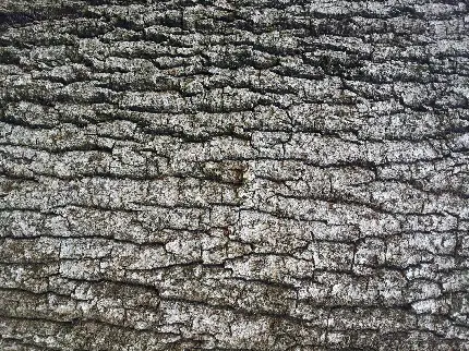 تکسچر و بافت دو بعدی طرح تنه درخت طوسی سیاه سفید 