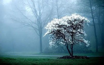عکس تک درخت با شکوفه های سفید وسط جنگل ویژه برای پروفایل