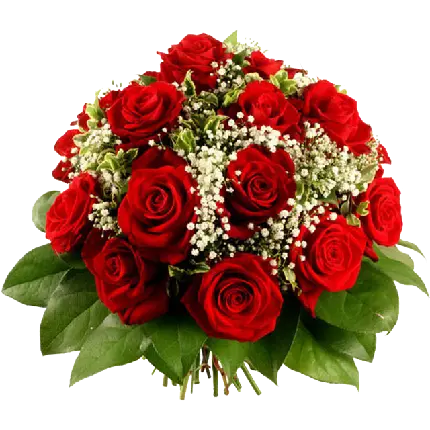 زیباترین عکس گل رز قرمز