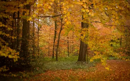 عکس پروفایل پاییزی با منظره فصل هزار رنگ و رویایی