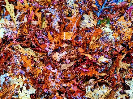 والپیپر برگ های جنگل پاییزی رنگارنگ اثر جکسون پولاک