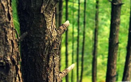 عکس تنه و پوست درخت جنگلی استوا با افکت اچ دی آر HDR 