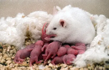 تصویر گرفته شده از موش مادر و بچه های تازه به دنیا اومده بدون مو