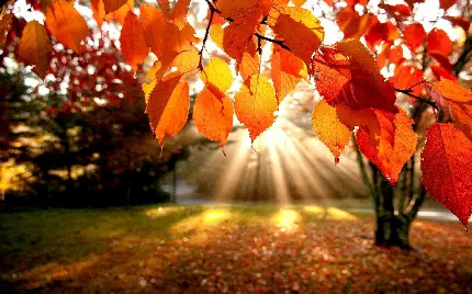 تصویر زمینه از برگ های زرد پاییزی در طبیعت 