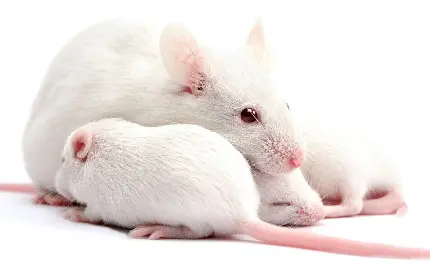 دانلود رایگان و با کیفیت عکس موش گوگولی سفید برای پروفایل 