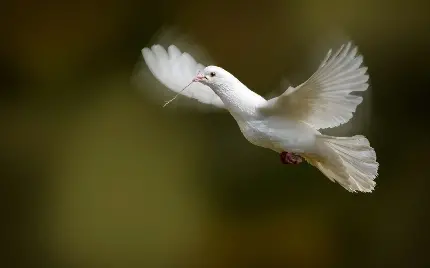 پربیننده ترین عکس از پرواز کبوتر سفید و زیبا 