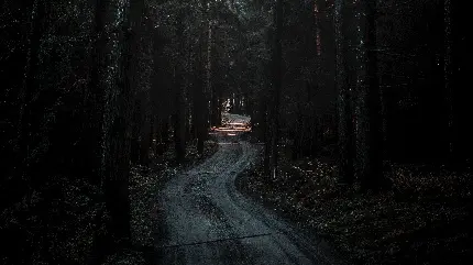 بک گراند جاده زیبا در جنگل تاریک و باریکه نور خورشید
