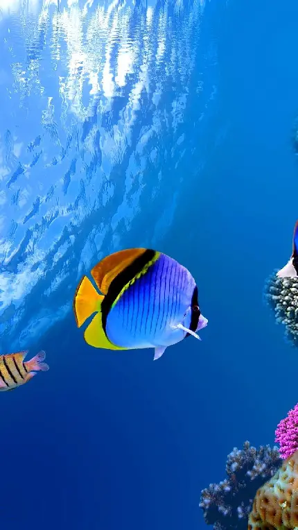 والپیپر ماهی در اعماق اقیانوس برای زمینه چت گوشی آیفون