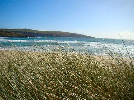 تصویر زیبا و با کیفیت 4K از چمن ساحلی به صورت رایگان 