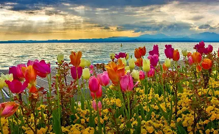 دانلود تصویر بهار زیبا و گل های لاله خوشرنگ در ساحل دریا
