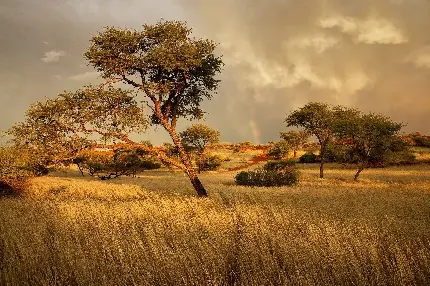 عکس پس زمینه پارک ملی چشم انداز درختان طبیعی نامیبیا