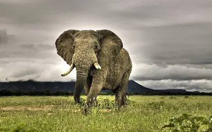 پس زمینه فیل در پس‌زمینه کوه کلیمانجارو یکی از استان‌های کشور تانزانیا 