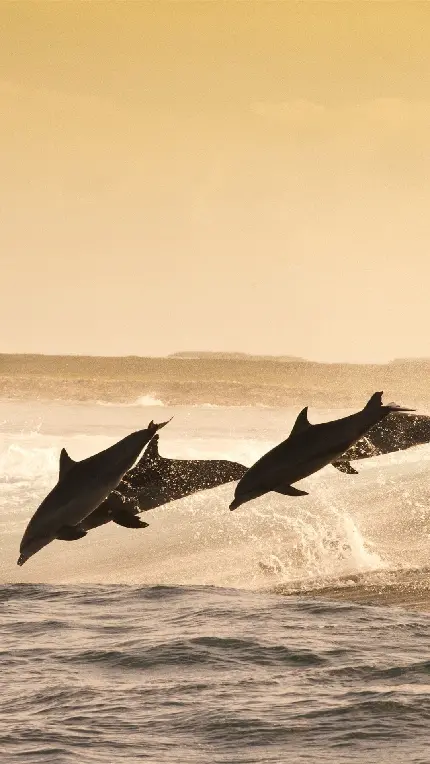 والپیپر مناسب صفحه قفل گوشی از پرش دسته جمعی دلفین ها