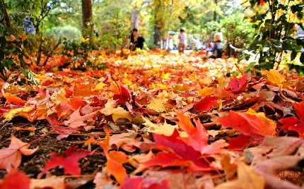 عکس استوک با کیفیت از برگ پاییزی برای علاقمندان به مدیتیشن 