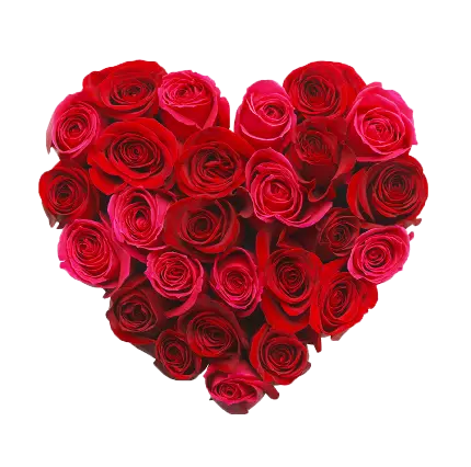 زیباترین عکس گل رز قرمز